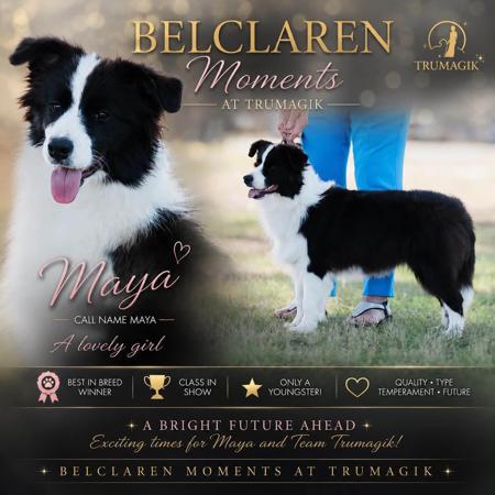 Belclaren Moments At Trumagik Border Collie