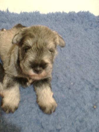 Schnauzer (Miniature) for sale by KIEREE