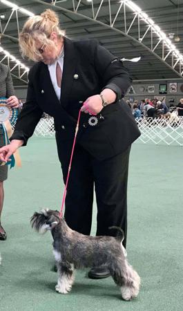 Schnauzer (Miniature) for sale by KIMSTRAHAN