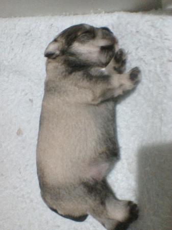 Schnauzer (Miniature) for sale by KIEREE