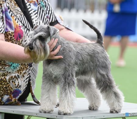 Schnauzer (Miniature) for sale by KIEREE
