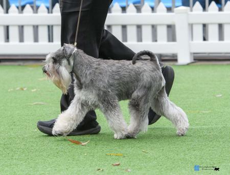 Schnauzer (Miniature) for sale by KIEREE