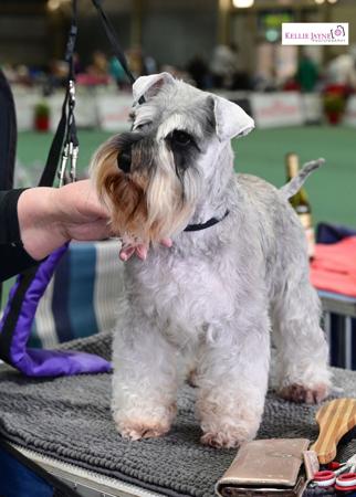 Schnauzer (Miniature) for sale by KIEREE