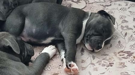 Staffordshire Bull Terrier for sale by ALOOME