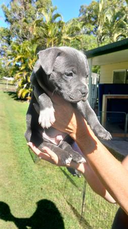 Staffordshire Bull Terrier for sale by ALOOME