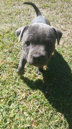 Staffordshire Bull Terrier for sale by ALOOME