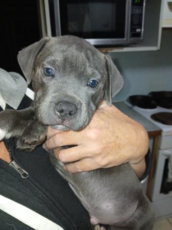 Staffordshire Bull Terrier for sale by ALOOME
