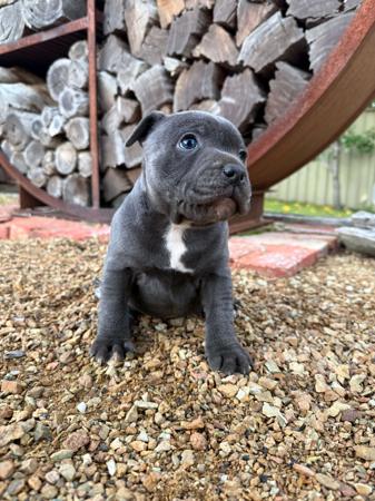 Staffordshire Bull Terrier puppy for sale by DALCHEL