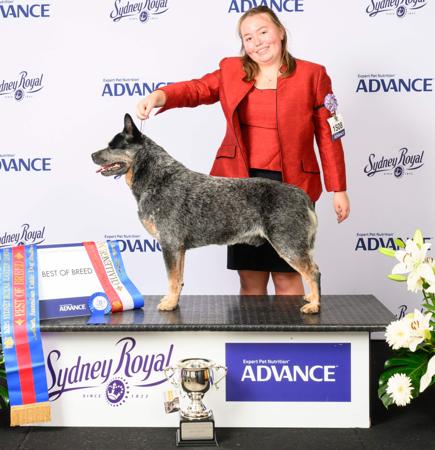 Australian Cattle Dog for sale by WILLOWPARK