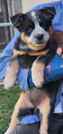 Australian Cattle Dog for sale by WILLOWPARK