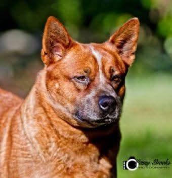 Australian Cattle Dog for sale by WILLOWPARK