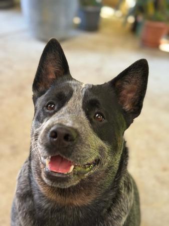 Australian Cattle Dog for sale by WILLOWPARK
