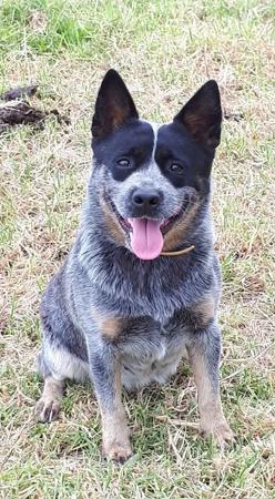 Australian Cattle Dog for sale by WILLOWPARK