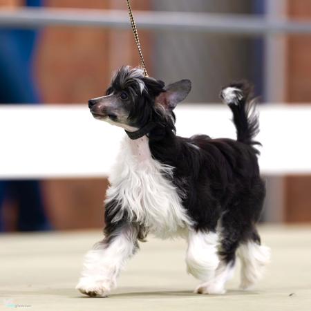 Caddarra I’m Puffin Hot to Trot Chinese Crested Dog