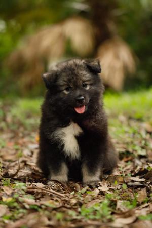 Finnish Lapphund puppy for sale by BRIPAGE