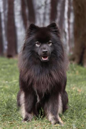 Finnish Lapphund for sale by DEERLANE