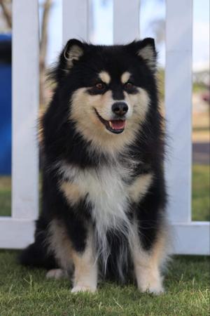 Finnish Lapphund for sale by DEERLANE