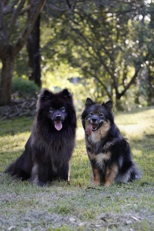 Finnish Lapphund for sale by DEERLANE