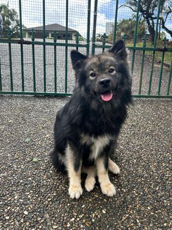 Finnish Lapphund dog for sale by BRIPAGE