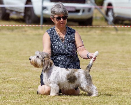 Aust Ch Azucroft Into The Woods Petit Basset Griffon Vendeen