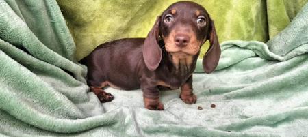 Dachshund (Miniature Smooth Haired) puppy for sale by ZYZANNA