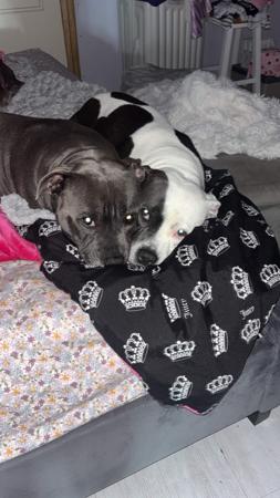Staffordshire Bull Terrier dog for sale by STARLETTROSE 