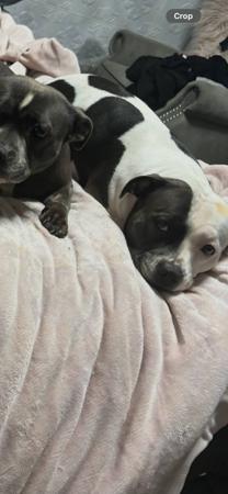 Staffordshire Bull Terrier dog for sale by STARLETTROSE