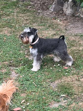 Schnauzer (Miniature) for sale by RIVERSHADOW