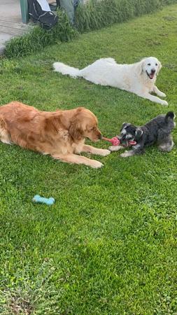 Schnauzer (Miniature) for sale by RIVERSHADOW