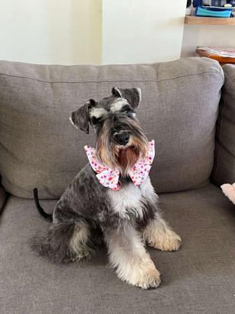 Schnauzer (Miniature) for sale by RIVERSHADOW