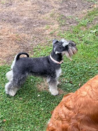 Schnauzer (Miniature) for sale by RIVERSHADOW