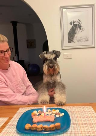 Schnauzer (Miniature) for sale by RIVERSHADOW