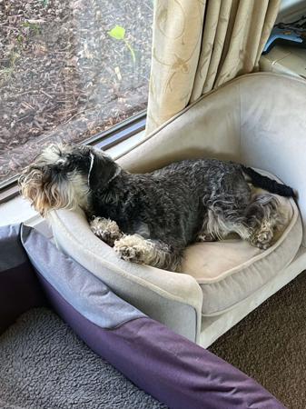 Schnauzer (Miniature) for sale by RIVERSHADOW