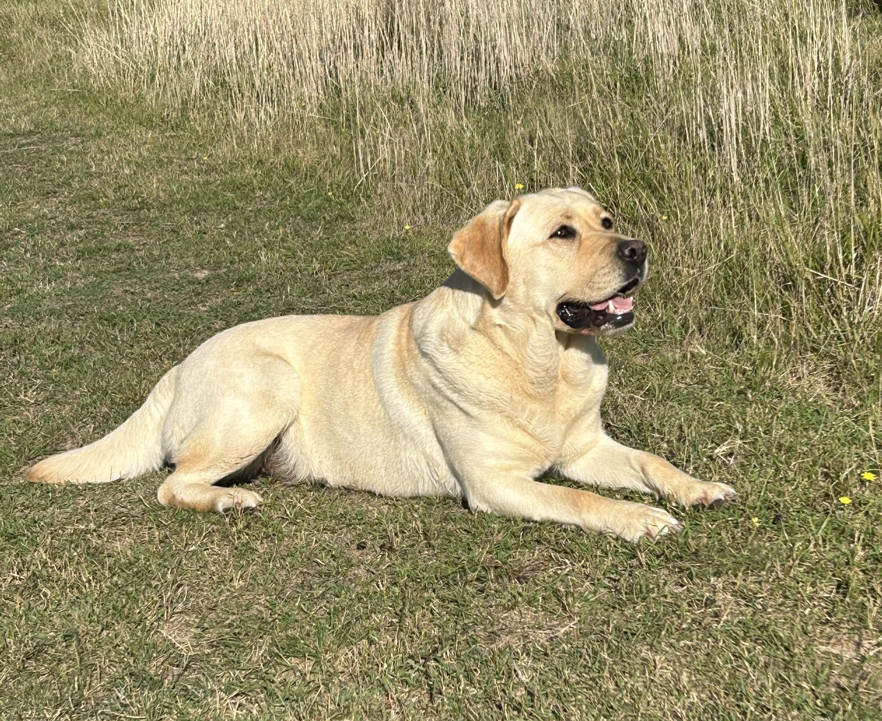 Dogs Rising Stars Jarkk Moon Light Magic Labrador Retriever - Owned by Mrs K Nicholls