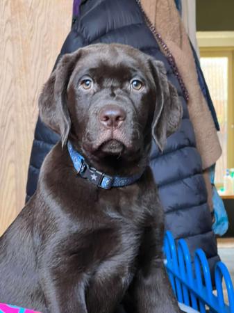 Labrador Retriever puppy for sale by MANGIATO