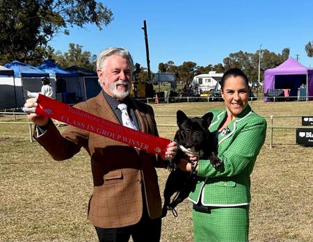 French Bulldog for sale by MIDDLEL