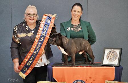 French Bulldog for sale by MIDDLEL