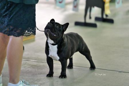 French Bulldog for sale by MIDDLEL