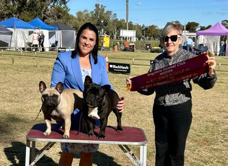 French Bulldog for sale by MIDDLEL