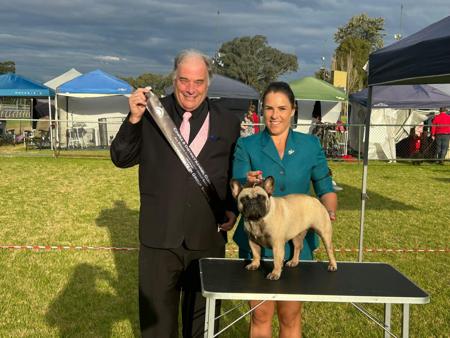 French Bulldog for sale by MIDDLEL