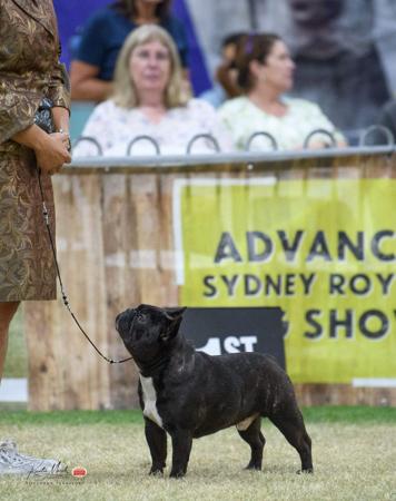 French Bulldog for sale by MIDDLEL