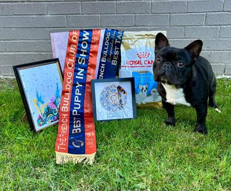 French Bulldog for sale by MIDDLEL