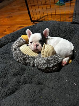 French Bulldog puppy for sale by MIDDLEL