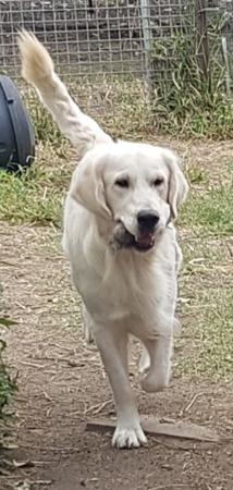 Golden Retriever for sale by SPANRIEVER