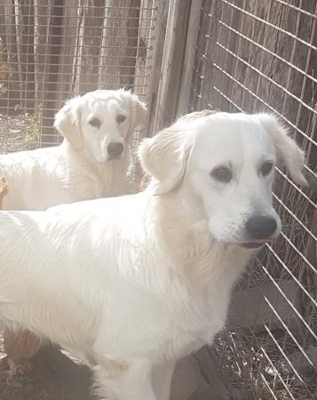 Golden Retriever for sale by SPANRIEVER