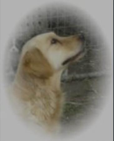 Golden Retriever for sale by SPANRIEVER