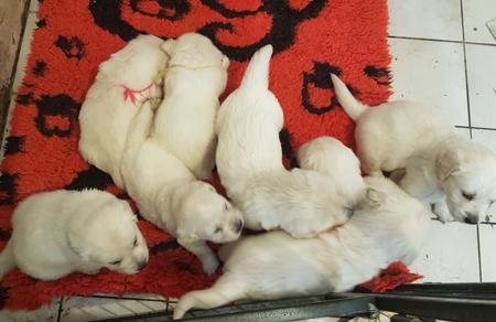 Golden Retriever for sale by SPANRIEVER