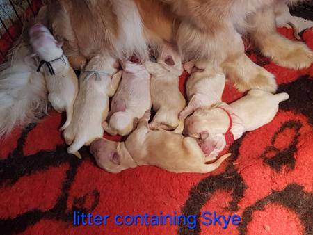 Golden Retriever for sale by SPANRIEVER