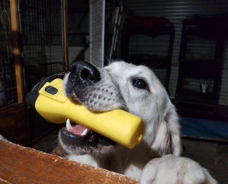 Golden Retriever for sale by SPANRIEVER