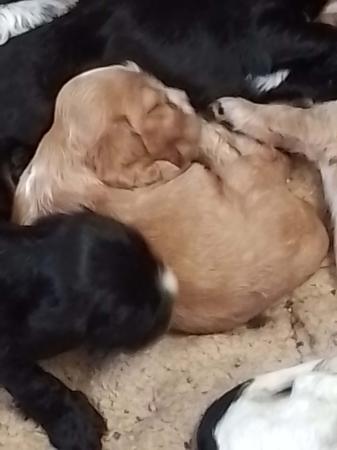 Cocker Spaniel puppy for sale by SPANRIEVER